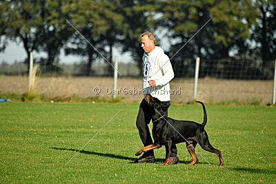 Brückendorfer Buster