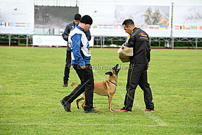 Buckcherry Fox Garden