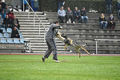 Bushido von Hund und Sport