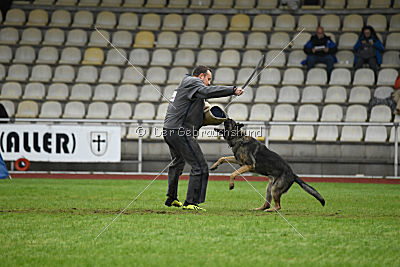 Bushido von Hund und Sport