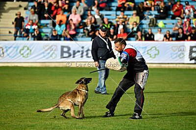 Butterfly vom Spiritus Lusitanus