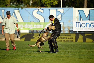 Butterfly vom Spiritus Lusitanus