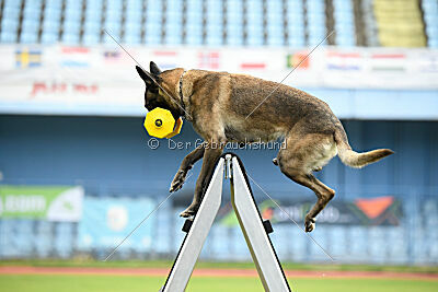 Butterfly vom Spiritus Lusitanus