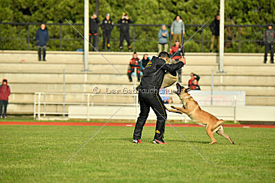 Caja von der Schwarzen Mamba