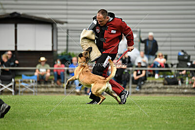Caja von der schwarzen Mamba
