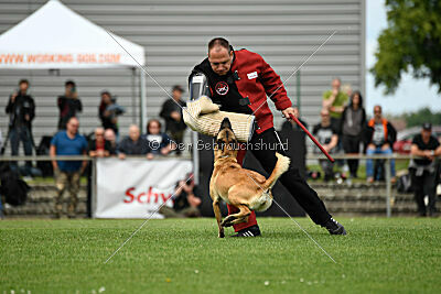 Caja von der schwarzen Mamba
