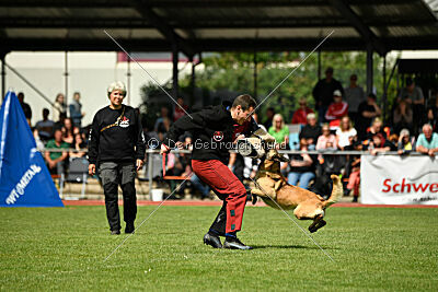 Caja von der schwarzen Mamba