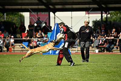 Caja von der schwarzen Mamba