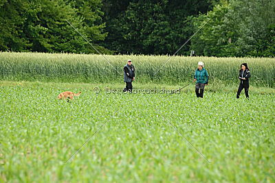 Caja von der schwarzen Mamba