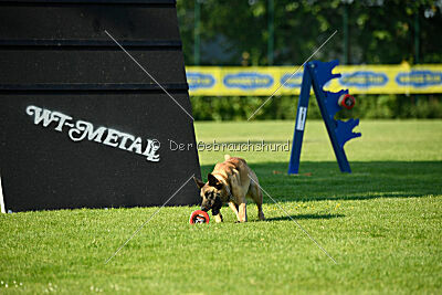 Caja von der schwarzen Mamba
