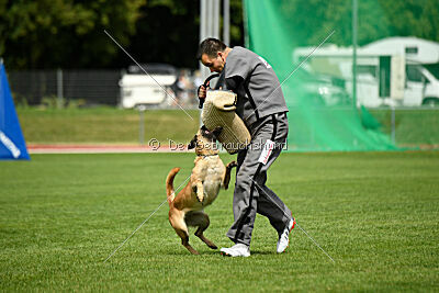 Caja von der schwarzen Mamba
