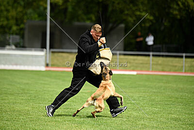 Caja von der schwarzen Mamba