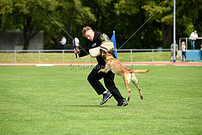 Caja von der schwarzen Mamba