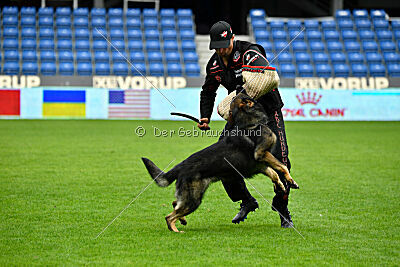 Cali vom alten Gatter