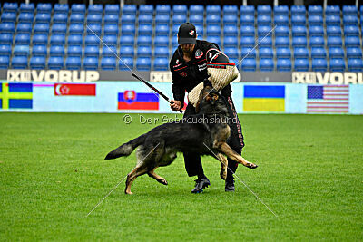 Cali vom alten Gatter