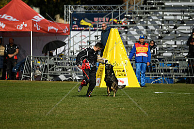 Cali vom alten Gatter