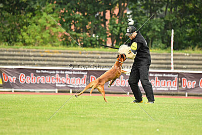 Calito vom Kylltalblick