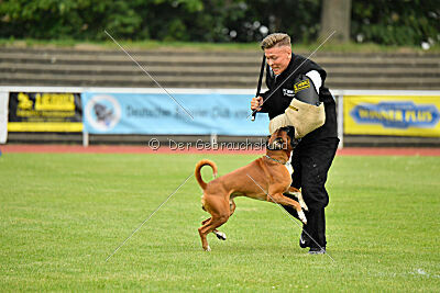 Calito vom Kylltalblick