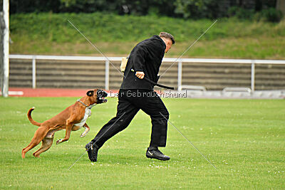 Calito vom Kylltalblick