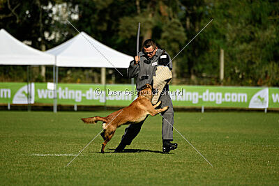 Calle von der schwarzen Mamba