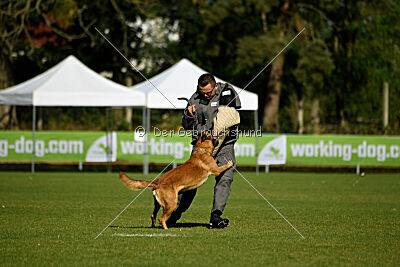 Calle von der schwarzen Mamba