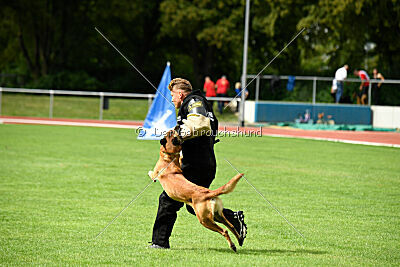 Calle von der schwarzen Mamba