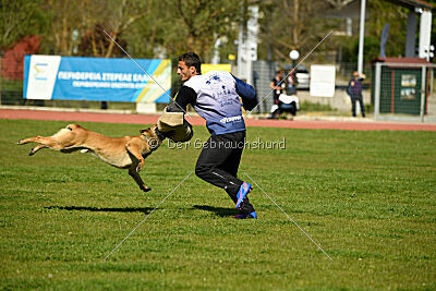 Cane Codi-Fin