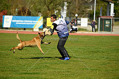 Cane Codi-Fin