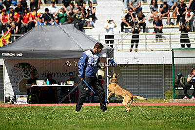 Cane Codi-Fin
