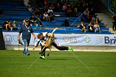 Cane Codi-Fin
