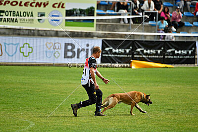 Cane Codi-Fin