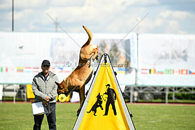 Cane Codi-Fin
