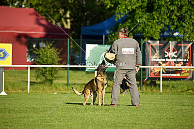 Cassius Dio vom Buxtehuder Bullen