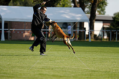 Catlyn vom Clan der Wölfe