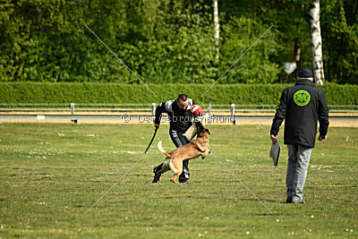Cato vom Stockborn