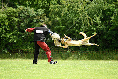 Cave Canem Odin vom Mittelpunkt