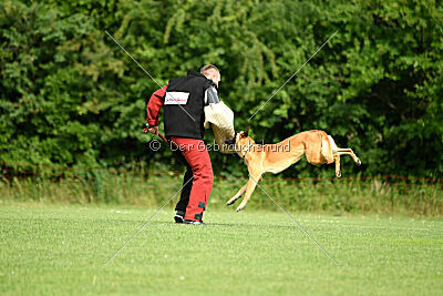 Cayar von der schwarzen Mamba