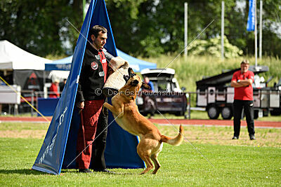Cayar von der schwarzen Mamba