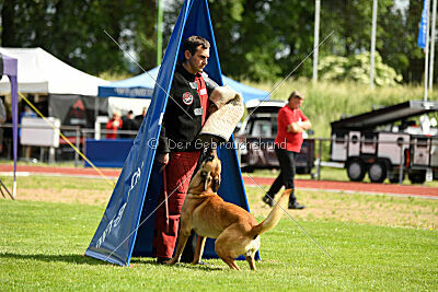 Cayar von der schwarzen Mamba
