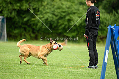 Cayar von der schwarzen Mamba