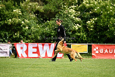 Cayar von der schwarzen Mamba