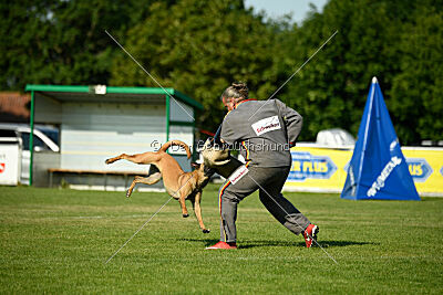 Cayar von der schwarzen Mamba