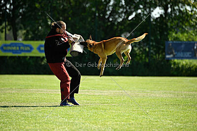 Cayar von der schwarzen Mamba