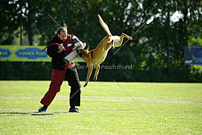 Cayar von der schwarzen Mamba