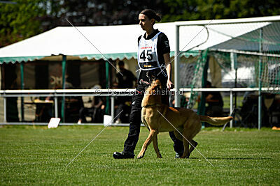 Cayar von der schwarzen Mamba