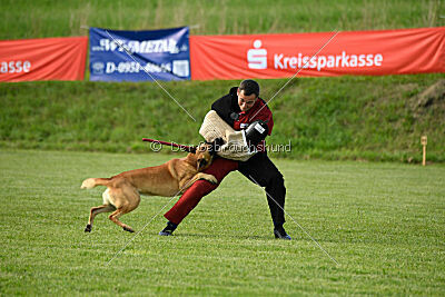 Cayar von der schwarzen Mamba