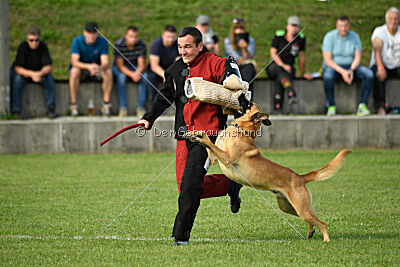 Cayar von der schwarzen Mamba