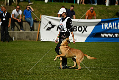 Cayar von der schwarzen Mamba