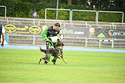 Chapa vom Drachenwolf