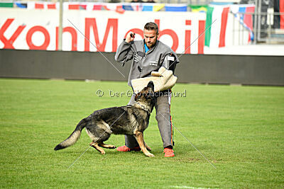 Chapa vom Drachenwolf